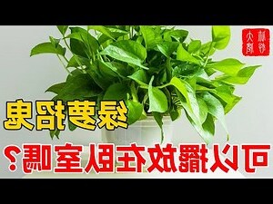 綠蘿招鬼