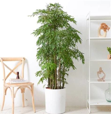 福祿桐擺放位置