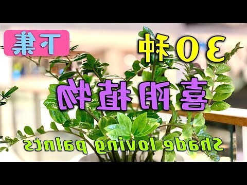喜歡陽光的植物