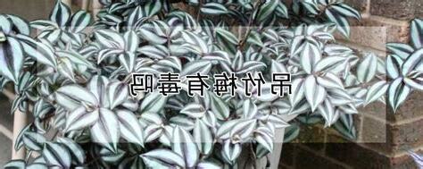 吊竹梅有毒