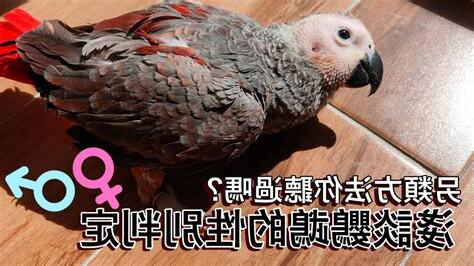 鳥事意思