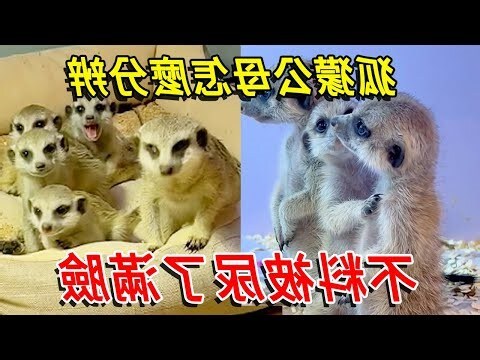 燕子怎麼分公母