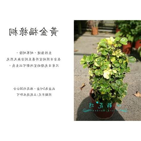 黃金福祿桐照顧