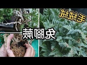 兔腳蕨水培