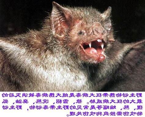 蝙蝠視力