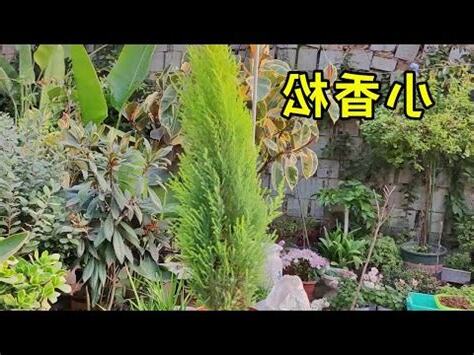 香冠柏風水