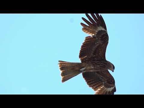 鳥飛不出去
