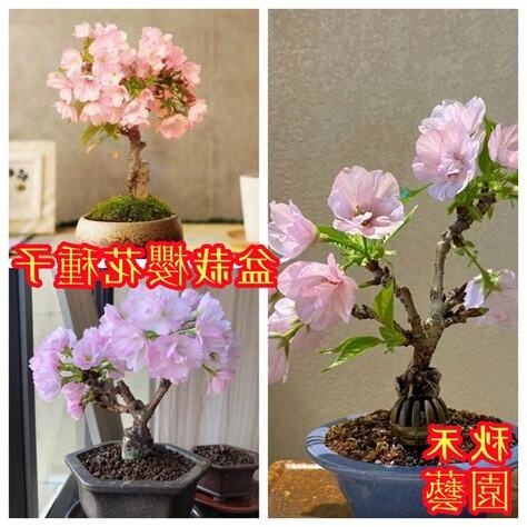 家裡可以種櫻花嗎