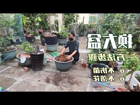 福木換盆