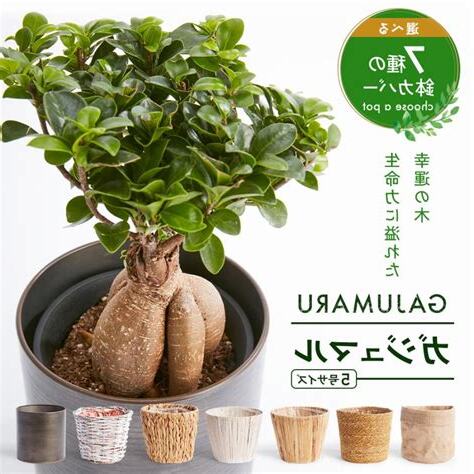 幸運木風水