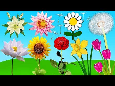 卉名字意思