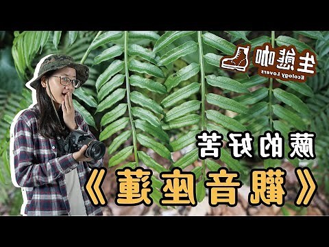 觀音座蓮蕨特徵
