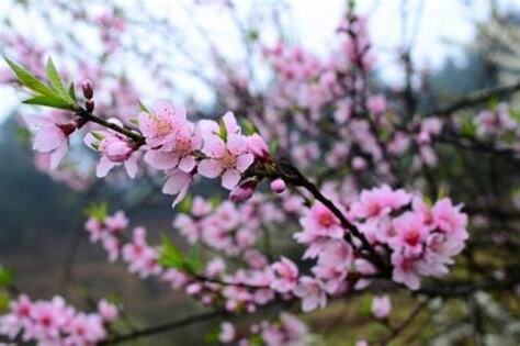 如何旺桃花