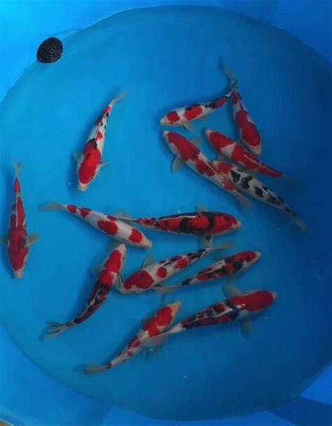 錦鯉飼養