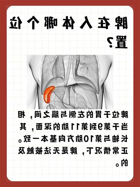 脾胃位置