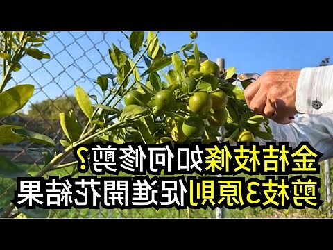 金棗樹有刺嗎
