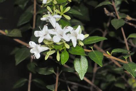 木屬