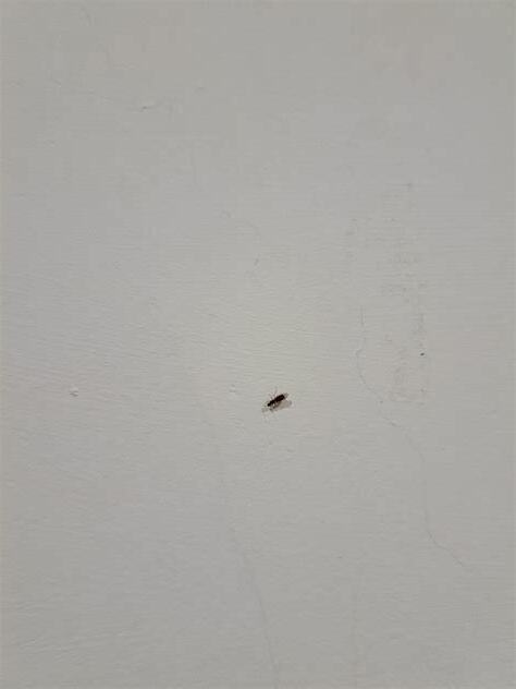 房間裡有螞蟻