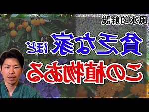 柚子盆栽風水