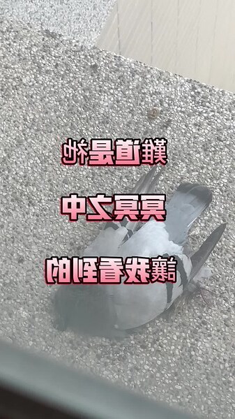 鴿子死在陽台