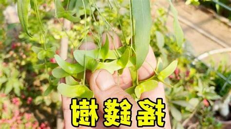 搖錢樹開花