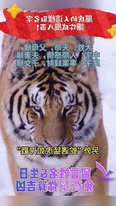 屬虎姓名分數