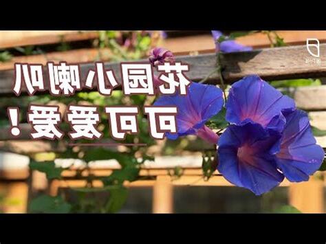 卧牛開花
