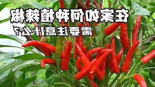 辣椒树