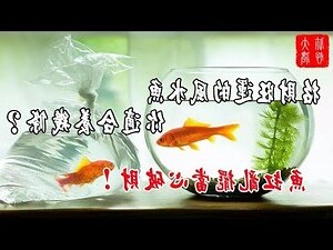 玉如意魚風水