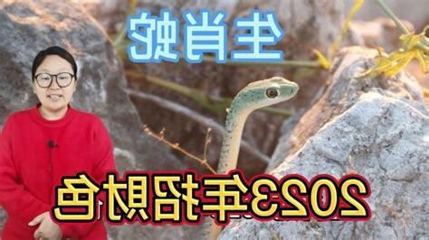 蛇適合什麼顏色