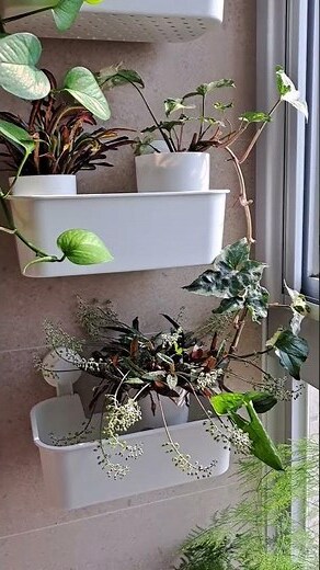 浴室淨化廁所植物