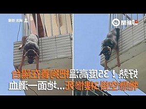 狗養在陽台
