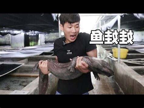 娃娃魚價錢