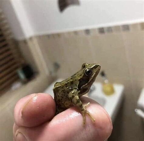 青蛙進家裏