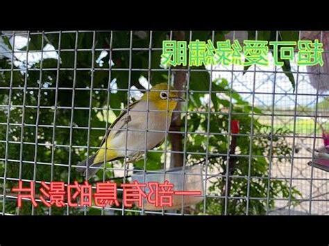 綠繡眼可以養嗎
