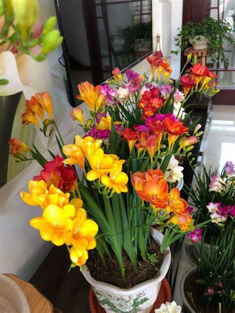 家裡放鮮花