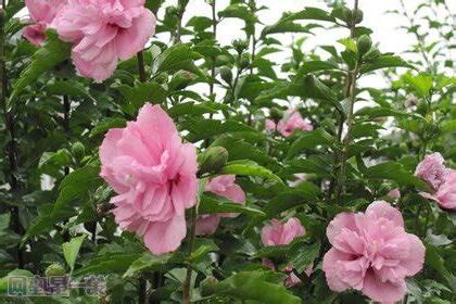 木槿花花語