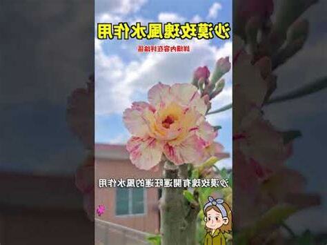 玫瑰風水