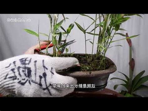內門竹照顧
