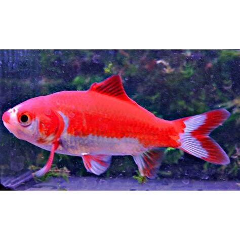 如意金魚