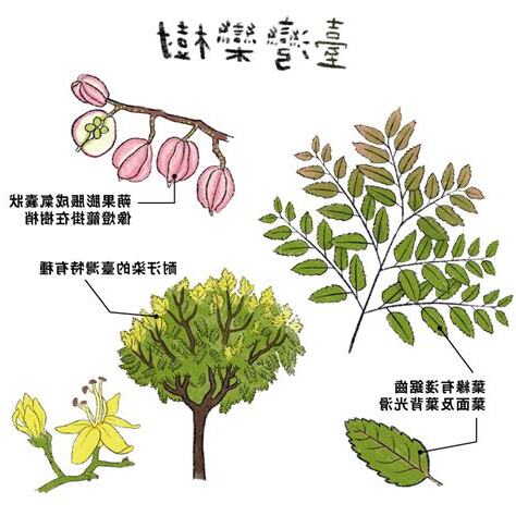 常見樹木