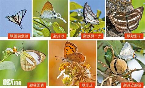 蝴蝶品種查詢