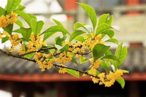 桂花香味形容