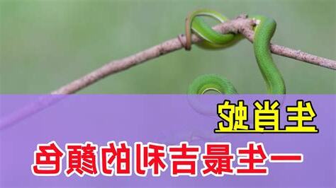 屬蛇忌顏色