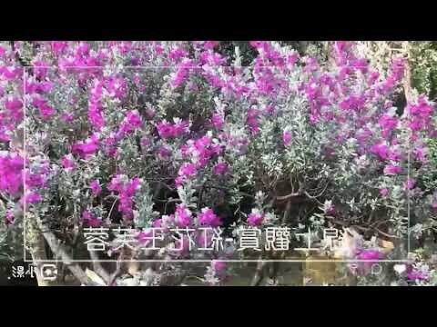 紅花玉芙蓉風水