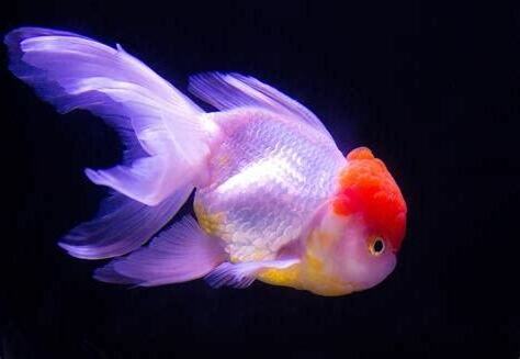 金魚數目