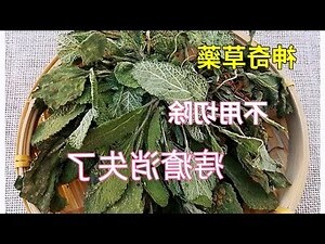 蛤蟆草痔瘡