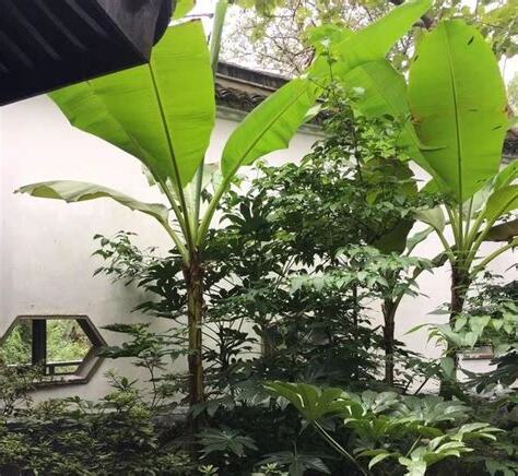 適合種在庭院的樹