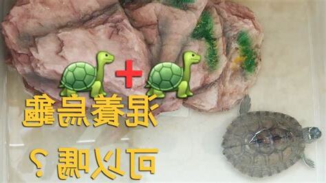 養烏龜注意事項