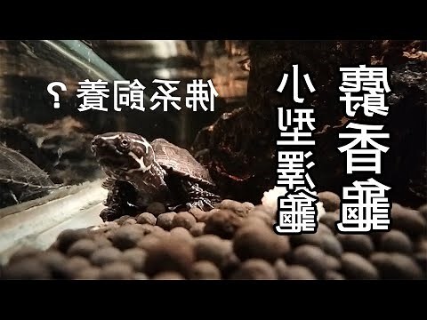 小型烏龜